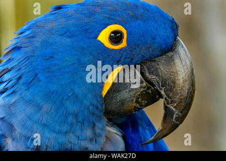 Blauen Hyazinthara, Anodorhynchus hyacinthinus. Stockfoto