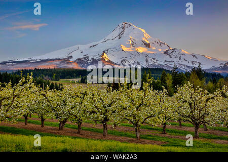 USA, Oregon. Birne Obstgarten in voller Blüte und Mt. Haube. Credit: Jean Carter/Jaynes Galerie/DanitaDelimont.com Stockfoto