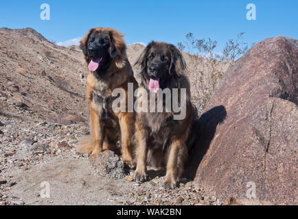 Zwei Leonberger sitzen in durch eine Desert Rock (PR) Stockfoto