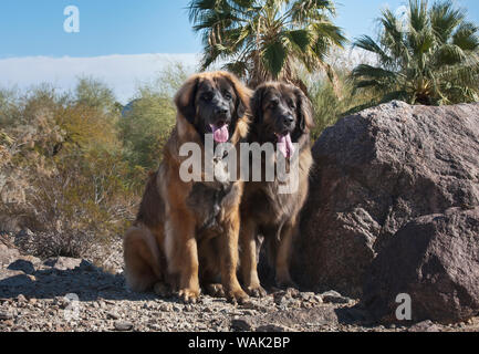 Zwei Leonberger sitzen in der Colorado Wüste (PR) Stockfoto