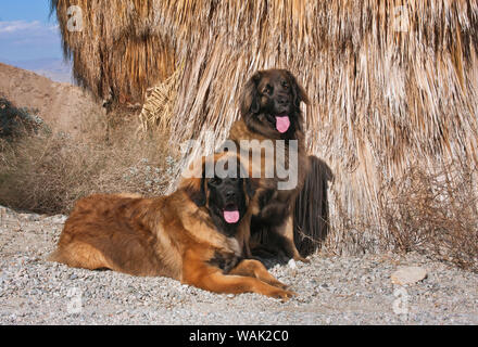 Zwei Leonberger vor der einheimischen Palmen (PR) Stockfoto