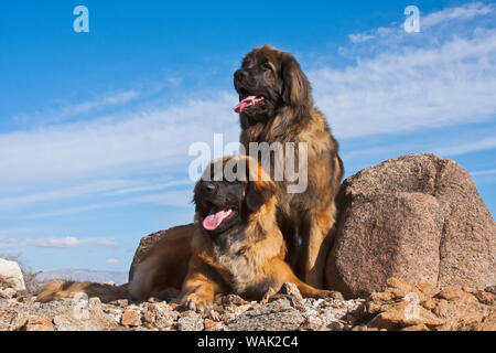 Zwei Leonberger im Colorado Wüste (PR) Stockfoto