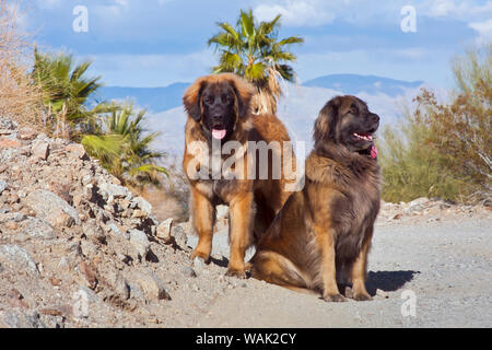 Zwei Leonberger im Colorado Wüste (PR) Stockfoto