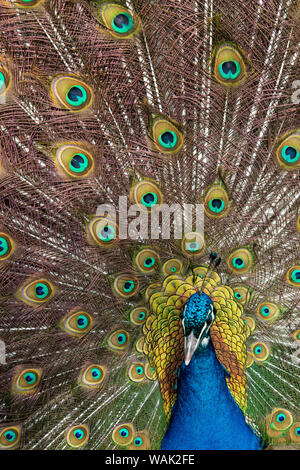 Männliche Pfau ein aufspleissen seine Schwanzfedern Stockfoto
