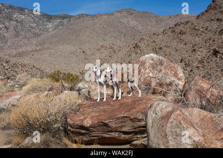 Zwei whippets in der Colorado Wüste (PR) Stockfoto