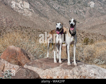 Zwei whippets in der Colorado Wüste (PR) Stockfoto