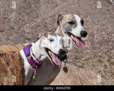 Zwei whippets in der Colorado Wüste (PR) Stockfoto