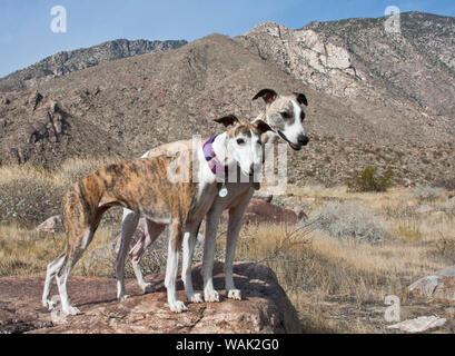 Zwei whippets in der Colorado Wüste (PR) Stockfoto