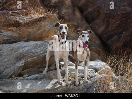 Zwei whippets in der Colorado Wüste (PR) Stockfoto
