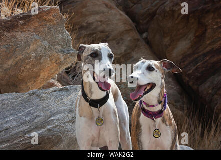 Zwei whippets in der Colorado Wüste (PR) Stockfoto