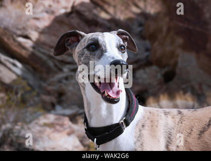 Porträt einer Whippet (PR) Stockfoto