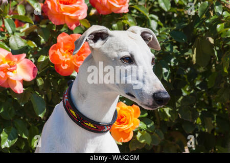 Porträt einer Whippet vor der Rosen (PR) Stockfoto