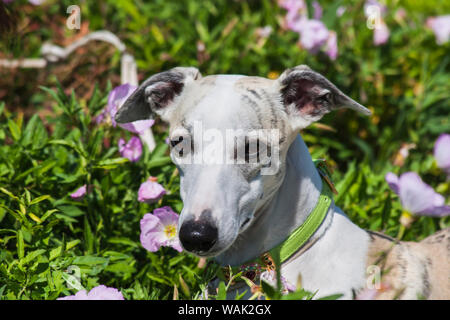 Porträt einer Whippet (PR) Stockfoto