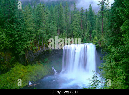 USA, Oregon, Willamette National Forest. McKenzie River stürzt über Koosah fällt im Frühjahr. Stockfoto