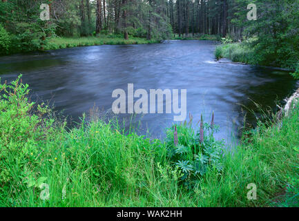 USA, Oregon, Deschutes National Forest. Anfang Sommer Vegetation und das Metolius River, einem föderativ benannten Wild und Scenic River. Stockfoto