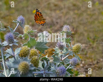 Sea Holly Eryngium maritimum und Distelfalter Schmetterling Thornham Dünen Norfolk August Stockfoto