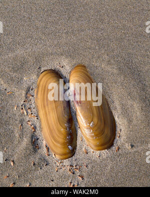 USA, Oregon, Oswald West State Park, Mussel shell und Strand sand. Stockfoto