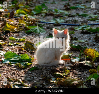 Ein junges weißes Kätzchen sitzt in einem Garten und genießt die Wärme der letzten Wintersonne des Tages im Nordosten Italiens Stockfoto