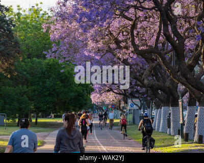 Jacaranda Bäume auf der Avenida Presidente Figueroa Alcorta in Recoleta. Buenos Aires, Argentinien. (Redaktionelle nur verwenden) Stockfoto