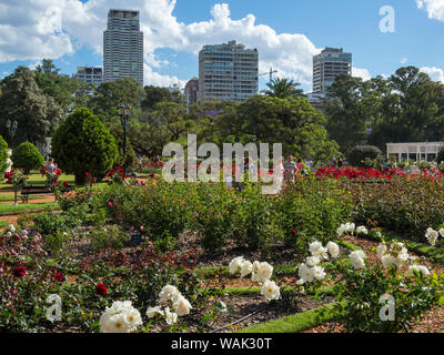 Bosques de Palermo in Palermo, der Rosengarten (El Rosedal de Palermo). Buenos Aires, Argentinien. Stockfoto