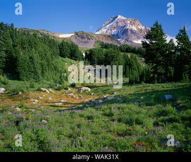 USA, Oregon, Mount Hood National Forest. Mount Hood Wilderness, Sommer Wiese von Lupine Blüte unter der Nordseite des Mount Hood, in der Nähe der Wy 'East Basin. Stockfoto