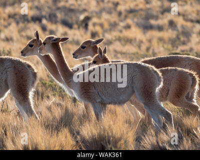 Vikunja (Vicugna vicugna) im Altiplano von Argentinien in der Nähe des Berglandes von Hornocal. Stockfoto