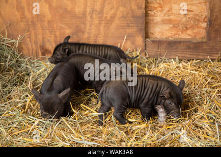 Hood River, Oregon, USA. Drei Ferkel etwa zwei Wochen alt in ihrem Stall. Stockfoto