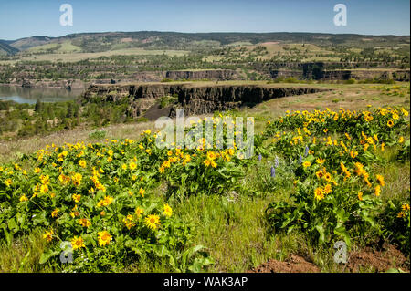 Tom McCall an Rowena, Oregon, USA. Arrowleaf balsamroot (Balsamorhiza sagittata) Wildblumen entlang dem Kamm des Columbia River Gorge. Stockfoto