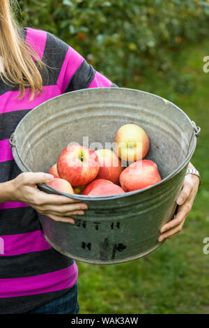 Hood River, Oregon, USA. Frau mit einem Eimer mit frisch gepflückten Honeycrisp äpfeln. (MR) Stockfoto