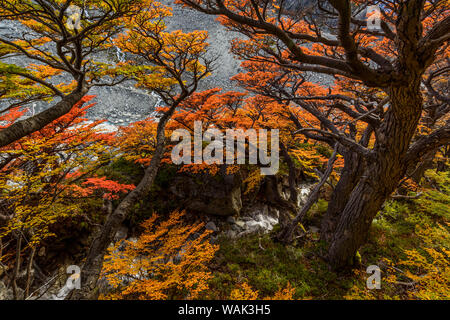 Argentinien, Nationalpark Los Glaciares. Lenga Buche im Herbst. Stockfoto