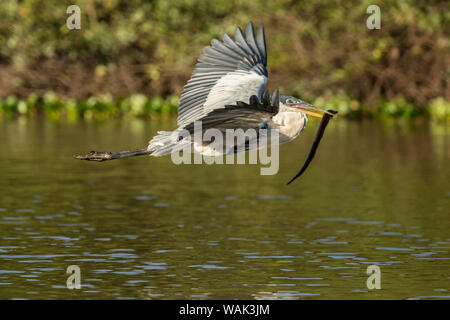 Pantanal, Mato Grosso, Brasilien. Cocoi Reiher fliegen mit einem süsswasser Aal im Mund. Stockfoto