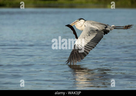 Pantanal, Mato Grosso, Brasilien. Cocoi Reiher fliegen mit einem süsswasser Aal im Mund. Stockfoto