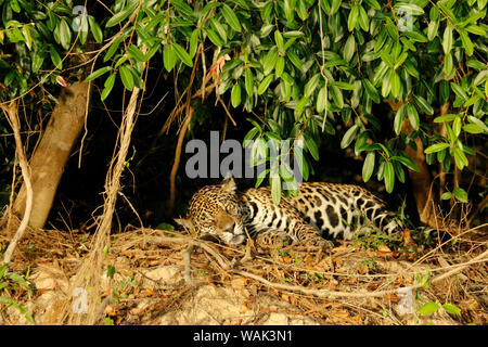 Pantanal, Mato Grosso, Brasilien. Wald und Mond in den frühen Morgenstunden Jaguar gesehen ruht auf einem Ufer in der Mittagshitze. Stockfoto