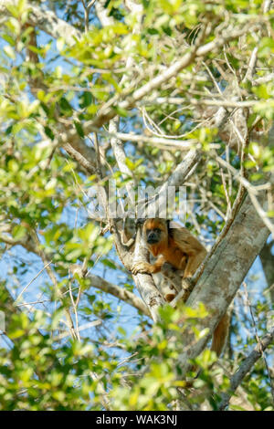 Pantanal, Mato Grosso, Brasilien. Weiblichen Schwarzen Brüllaffen und Baby sitzen auf dem Baum. Stockfoto