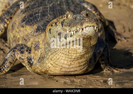 Pantanal, Mato Grosso, Brasilien. Caiman Yacare mit geschlossenem Mund sonnen sich in der cuiaba River. Stockfoto