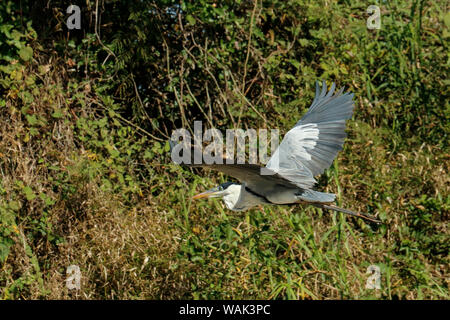 Pantanal, Mato Grosso, Brasilien. Cocoi Reiher im Flug entlang der Cuiaba River. Stockfoto