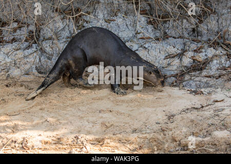 Pantanal, Mato Grosso, Brasilien. Giant river Otter Wandern am Ufer des Cuiaba River. Stockfoto