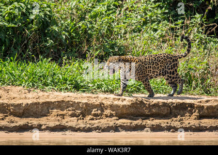 Pantanal, Mato Grosso, Brasilien. Weibliche Jaguar auf der Jagd nach kaiman in Cuiaba River. Stockfoto