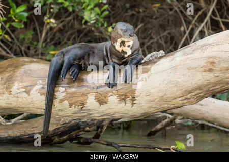 Pantanal, Mato Grosso, Brasilien. Giant river Otter ruht auf einem Baumstamm entlang der Ufer des Cuiaba River. Stockfoto