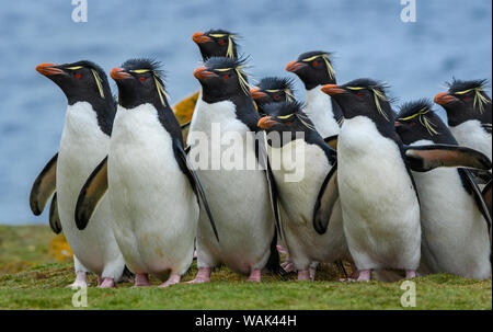 Falklandinseln, Saunders Island. Südliche rockhopper Pinguine Pause am Ufer auf dem Weg zur Kolonie. Stockfoto