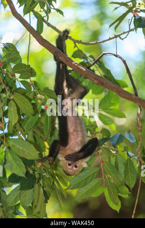 White-faced Kapuziner Affen (Cebus capucinus). Die ursprünglich aus Mittelamerika. Roatan, Bay Islands, Honduras Stockfoto