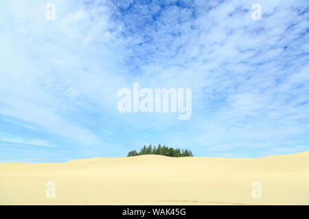 Oregon Dunes National Recreation Area, Oregon Küste in der Nähe von Reedsport. Stockfoto