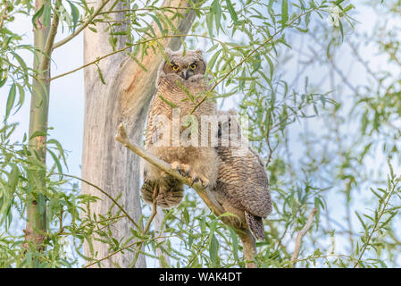 USA, Oregon. Kinder große gehörnten Eulen. Stockfoto