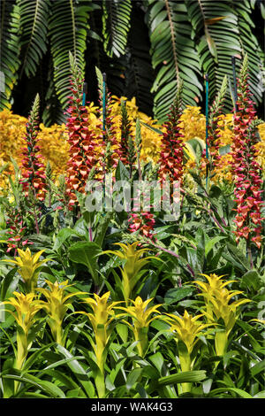 Bromelien Pflanzen im überdachten Wintergarten Longwood Gardens, Pennsylvania Stockfoto
