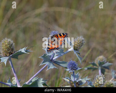 Sea Holly Eryngium maritimum und Kleiner Fuchs Schmetterling Thornham Dünen Norfolk August Stockfoto