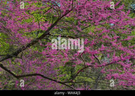 Redbud Baum in voller Blüte, Longwood Gardens, Pennsylvania Stockfoto