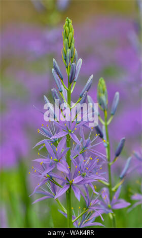 Camas entlang Bell's Run Creek, Chanticleer Garden, Wayne, Pennsylvania. Stockfoto