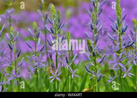 Camas entlang Bell's Run Creek, Chanticleer Garden, Wayne, Pennsylvania. Stockfoto