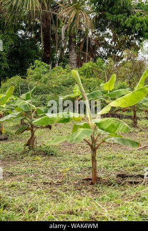 Puerto Miguel, Peru. Junge wegerich Bäume werden im Fischerdorf Puerto Miguel kultiviert. Stockfoto