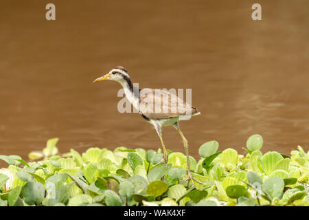 Amazon Nationalpark, Peru. Juvenile Gelbstirn-blatthühnchen jacana laufen auf dem Wasser Salat auf den Maranon Fluß. Stockfoto